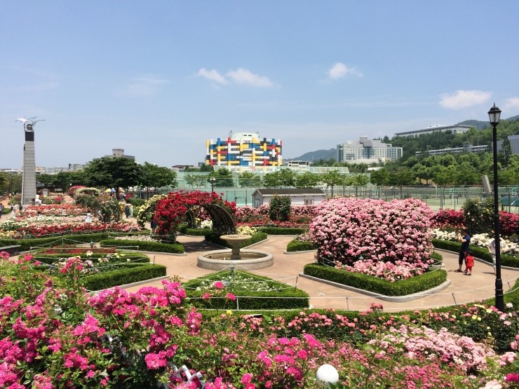 Chosun University rose garden